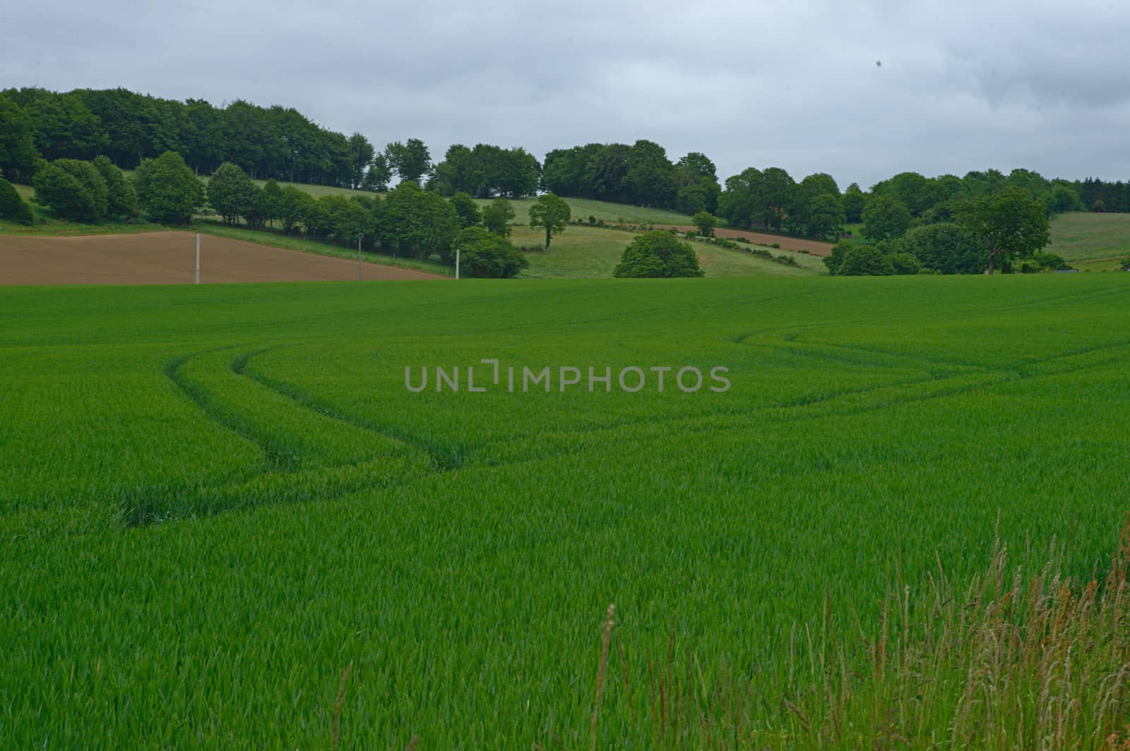 Wheat field with forests and sky in background by sheriffkule