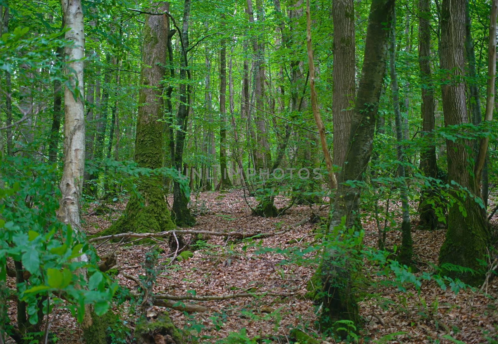 View on tree trunks in inside of at old forest