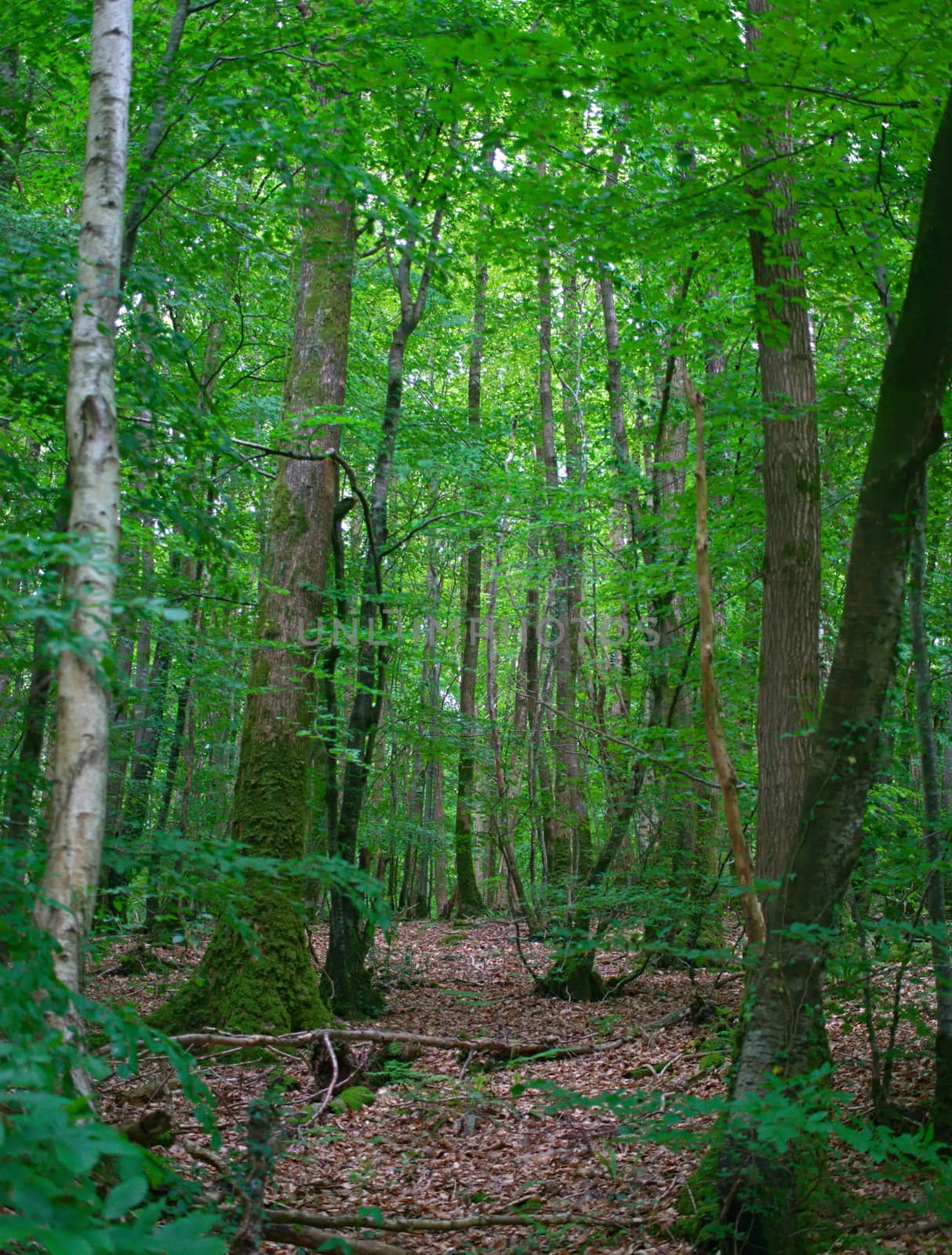 View on tree trunks in inside of at old forest by sheriffkule