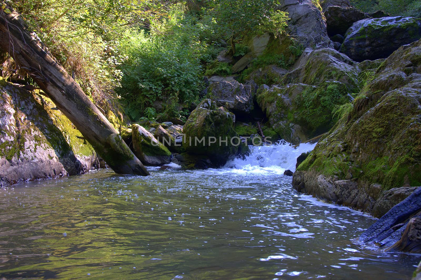 Felled trees in the rocky bed of a mountain river. by alexey_zheltukhin