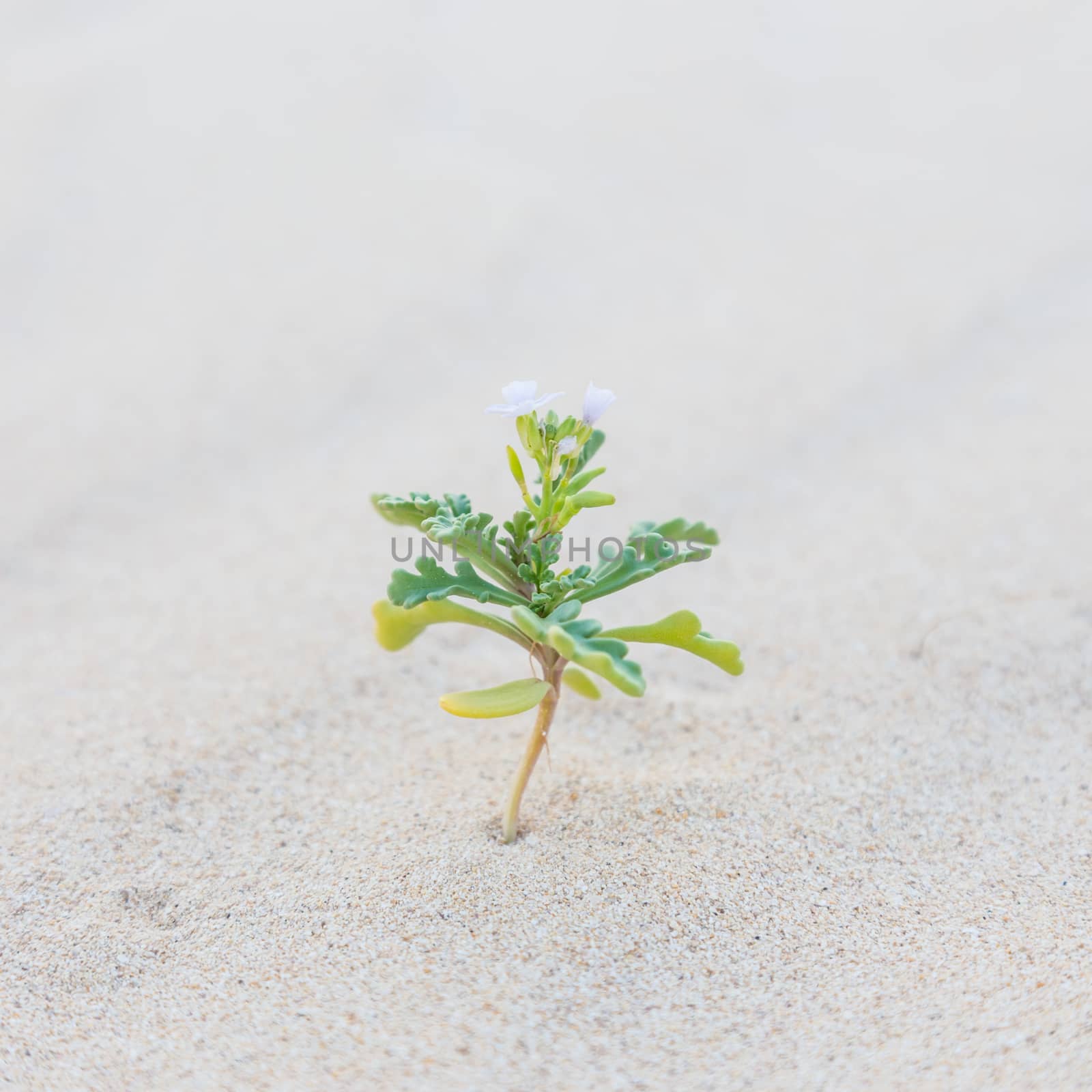 Single sprout blooming in desert sands. New life concept.