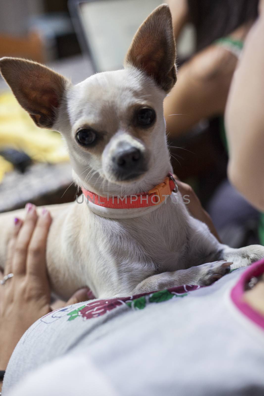 Blonde girl cuddles chihuahua #10 by pippocarlot