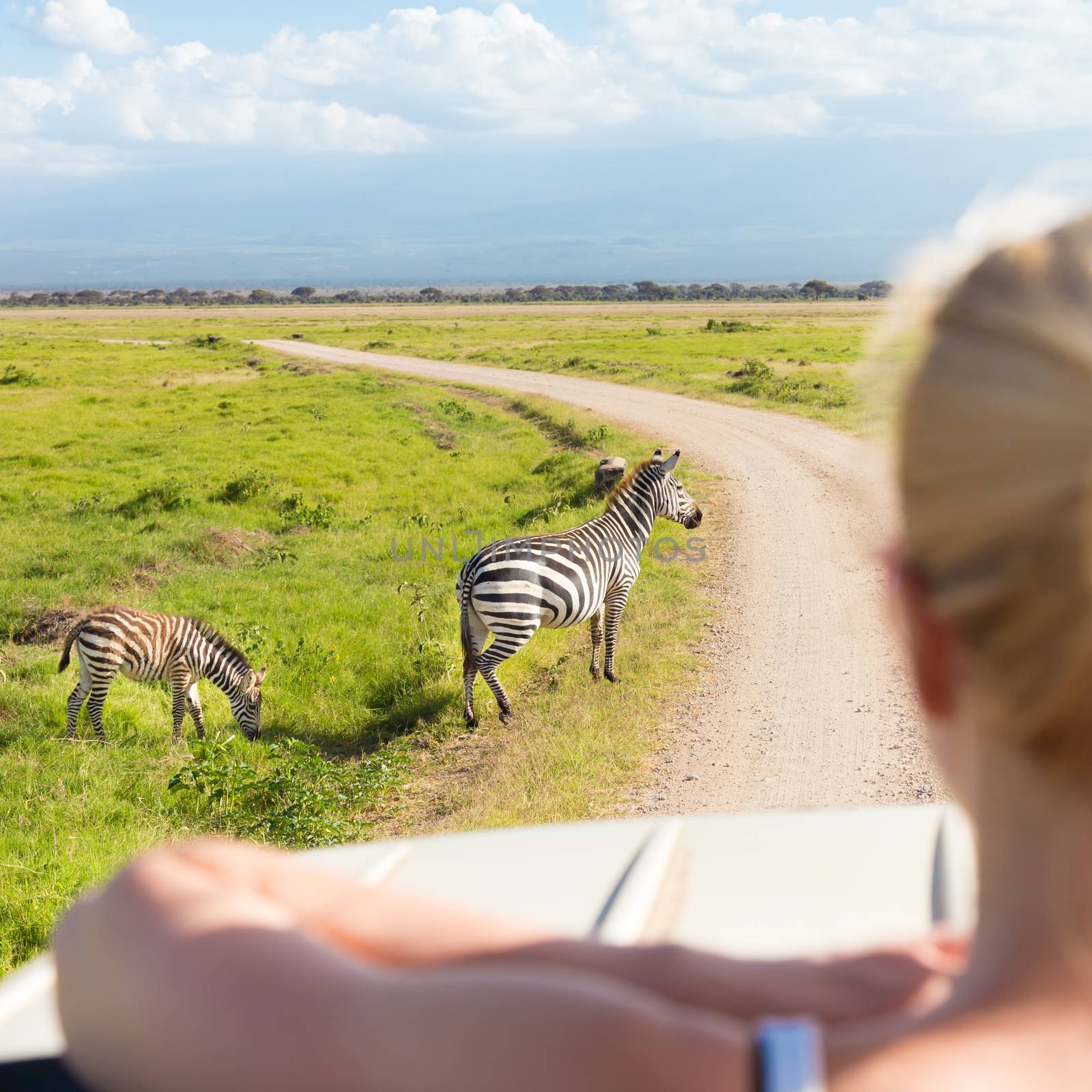 Woman on african wildlife safari observing zebras from open roof safari jeep. Rear view. Focus on zebras.