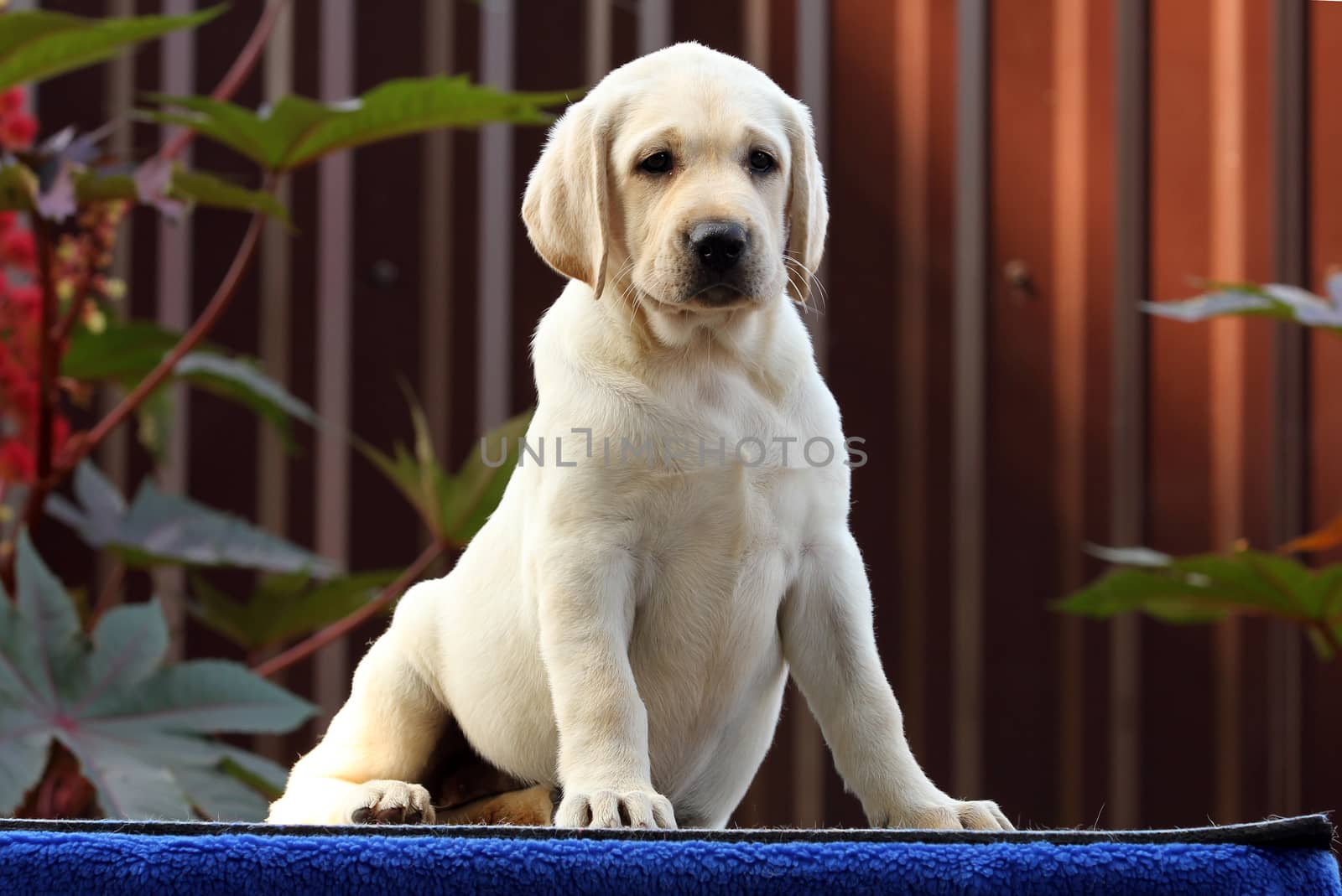 a little labrador puppy on a blue background