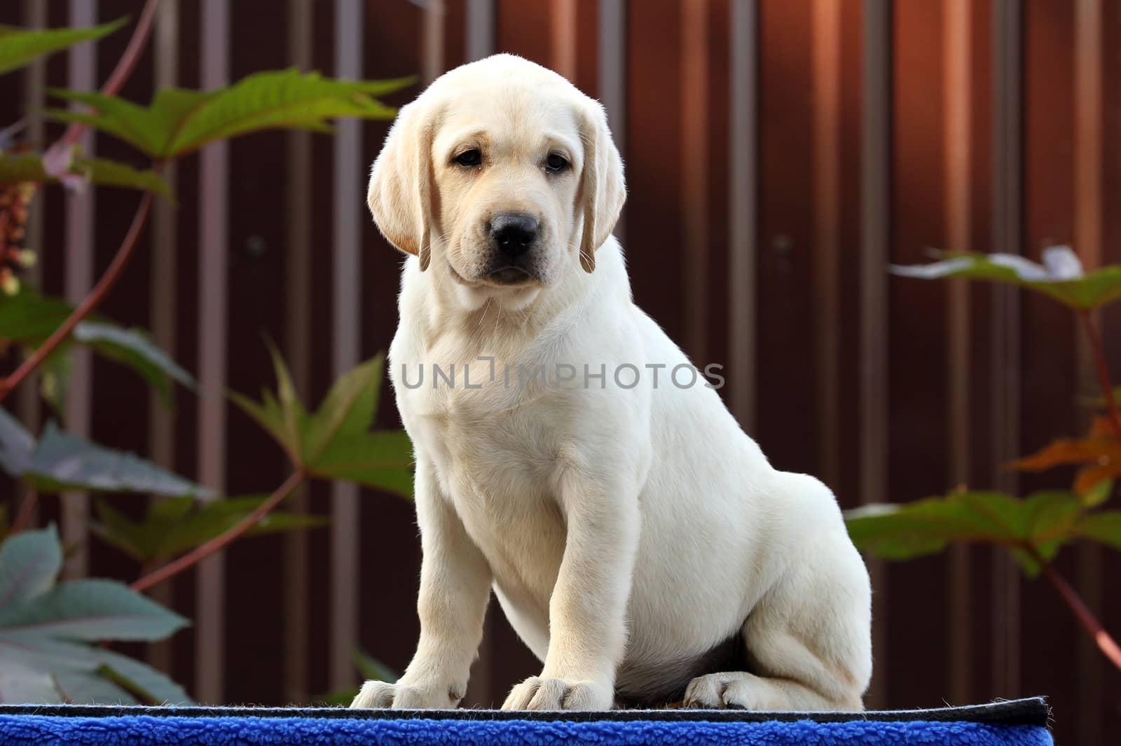 the little labrador puppy on a blue background
