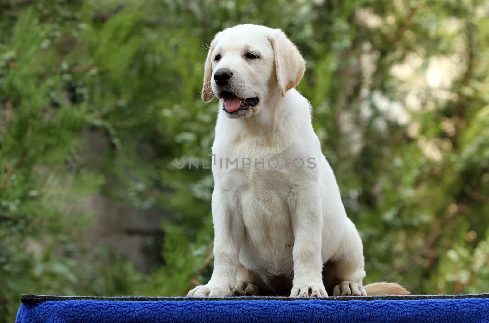 little labrador puppy on a blue background