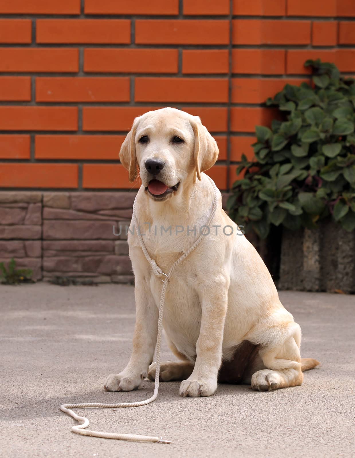 a yellow labrador sitting in the park