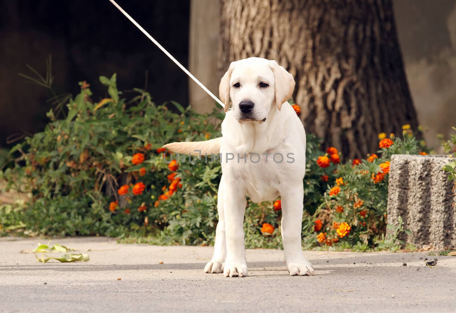 sweet yellow labrador sitting in the park