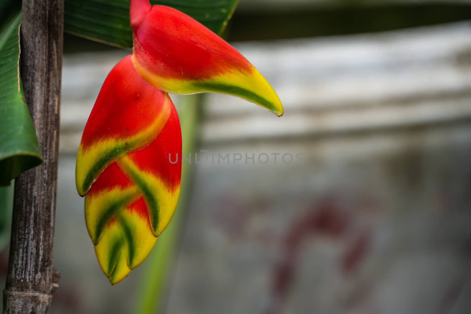 Hanging Lobster Claw Tropical Jungle Plant Close Up