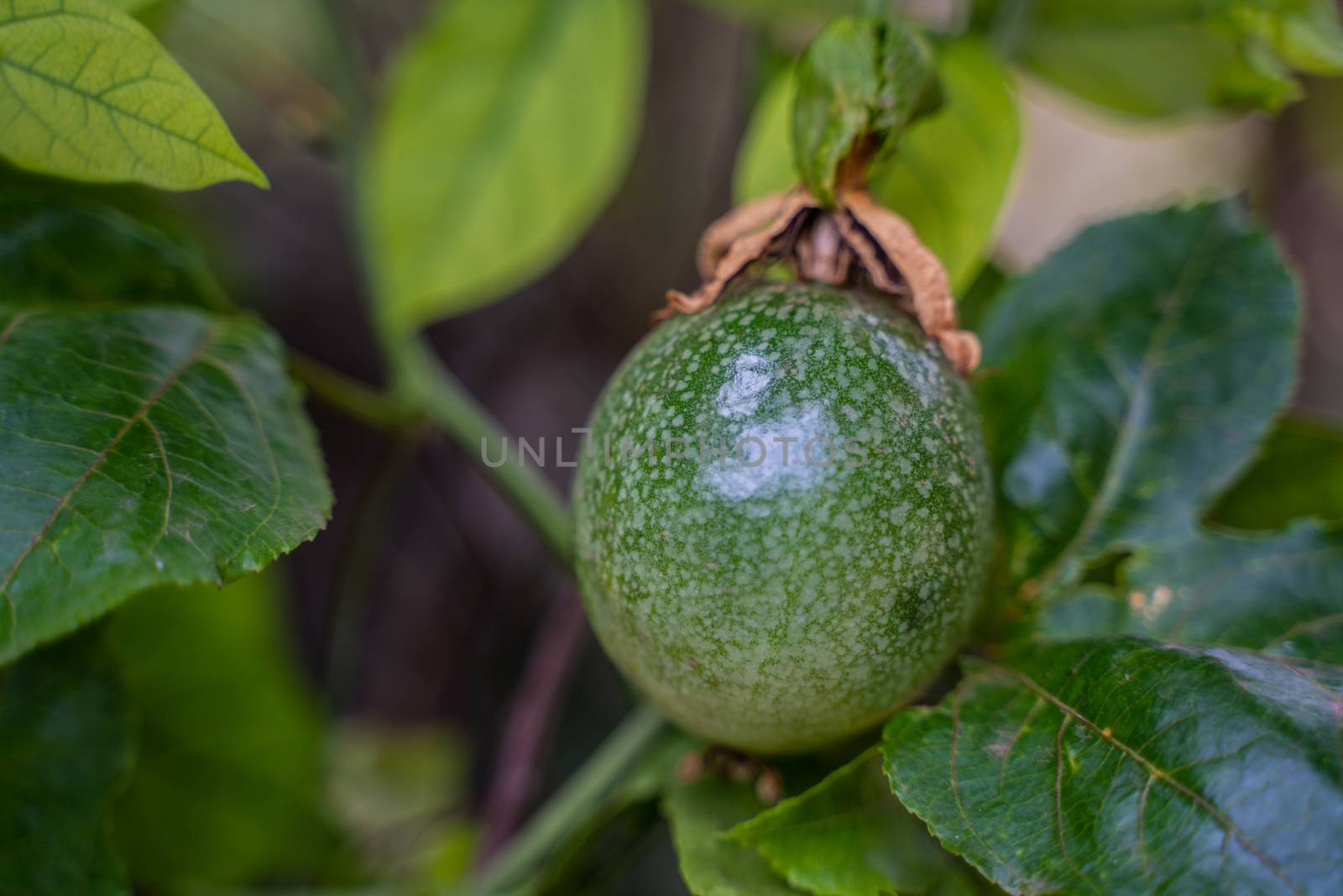 A Fresh green passion fruit on vine from frame. Background