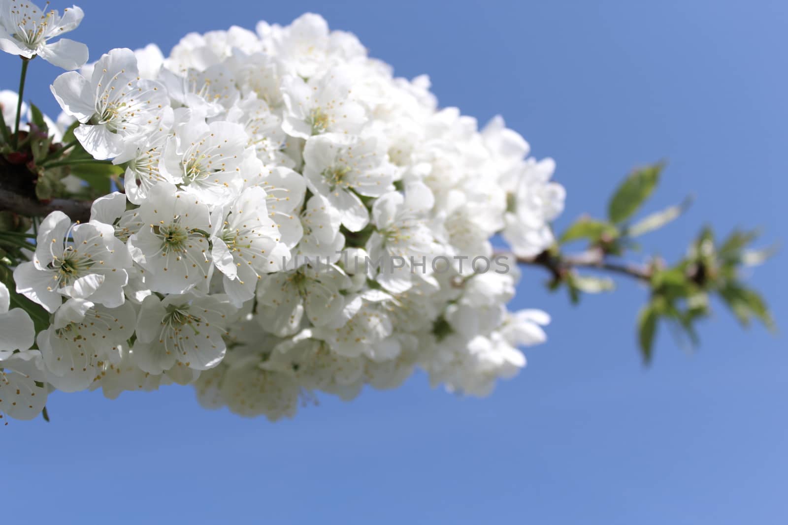 The picture shows cherry blossoms in the spring.