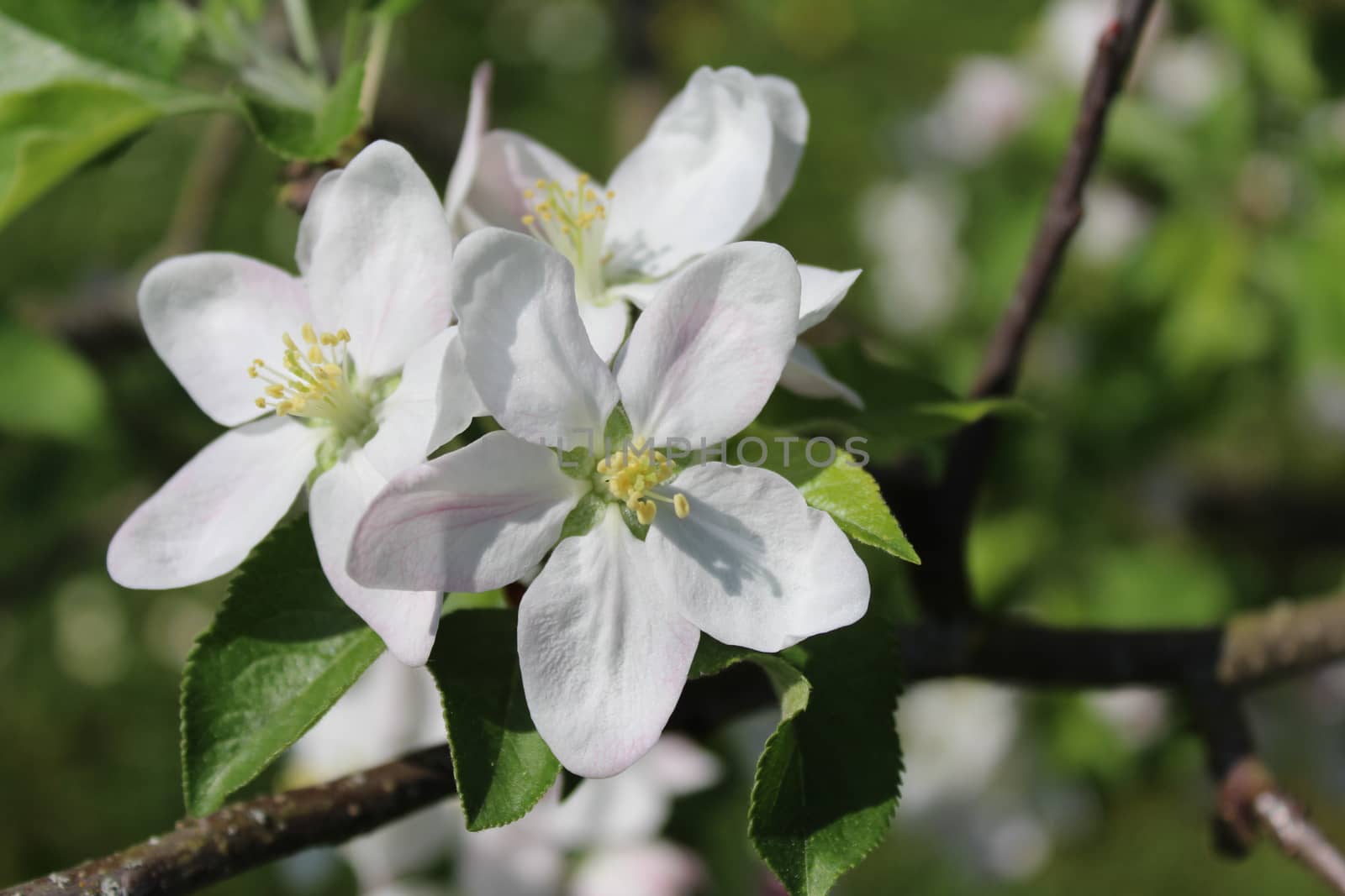 The picture shows a wonderful apple tree blossoms.