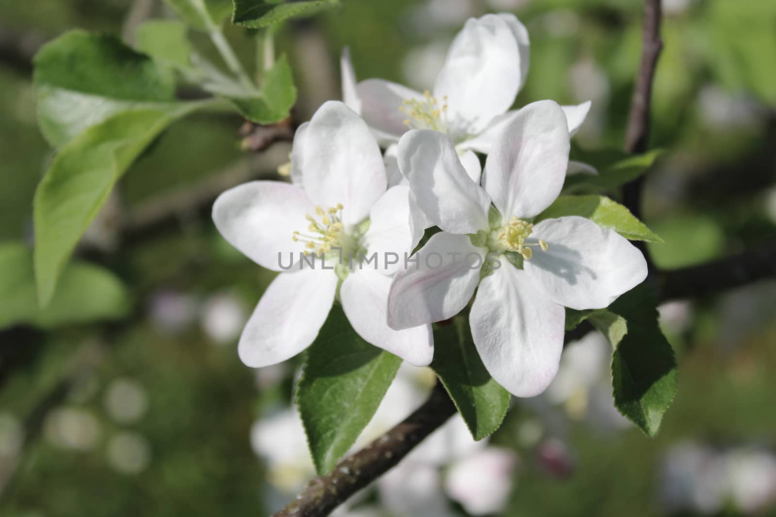 The picture shows a wonderful apple tree blossoms.