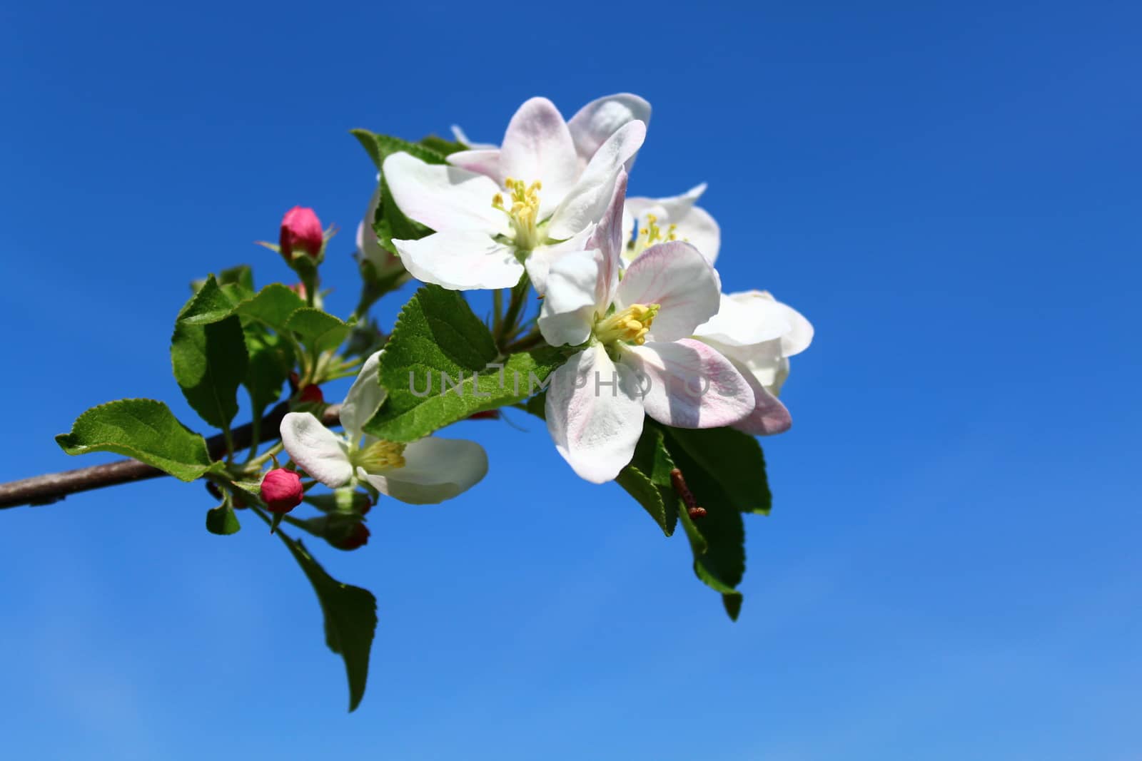 The picture shows a wonderful apple tree blossoms.