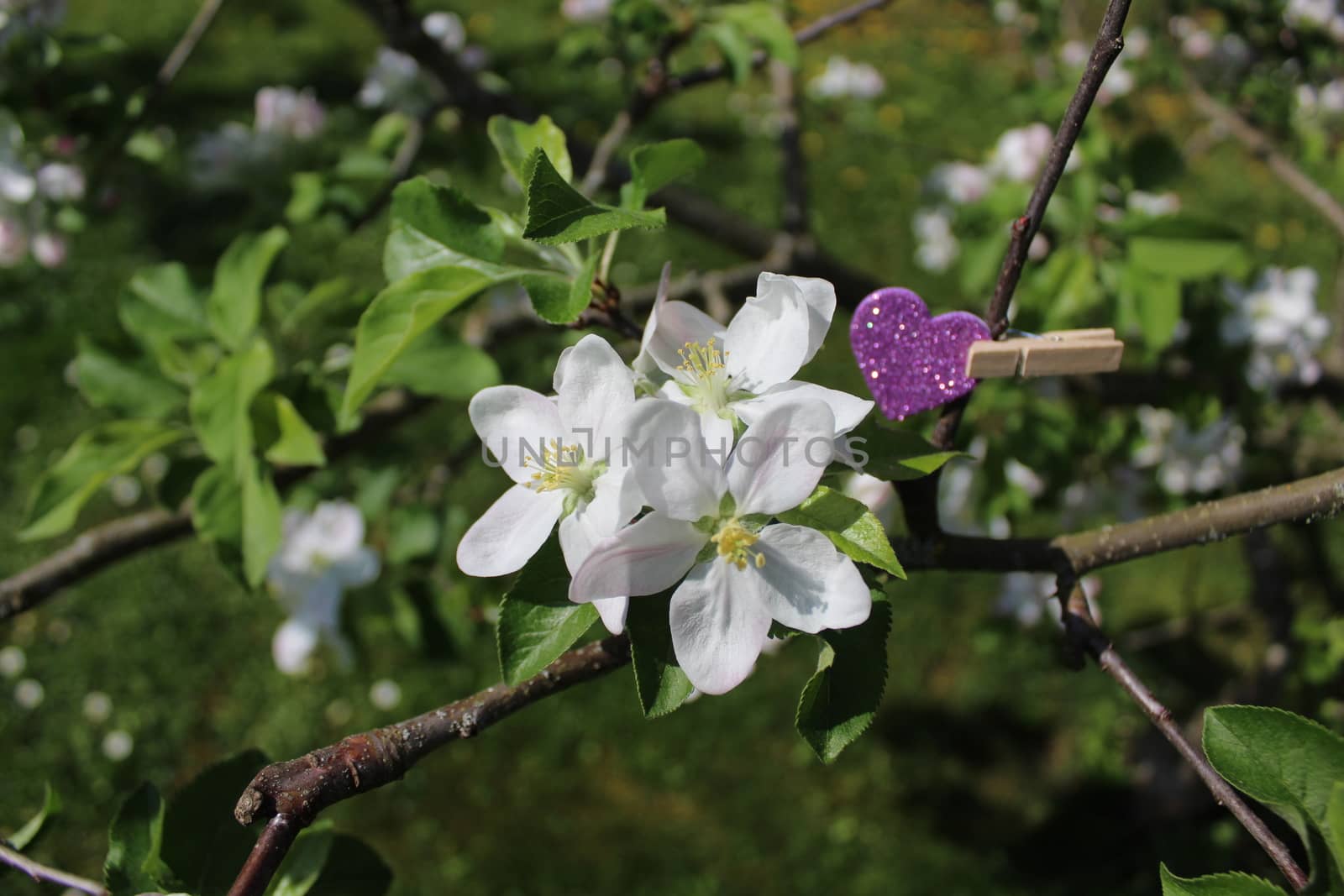 wonderful apple tree blossoms with a heart by martina_unbehauen