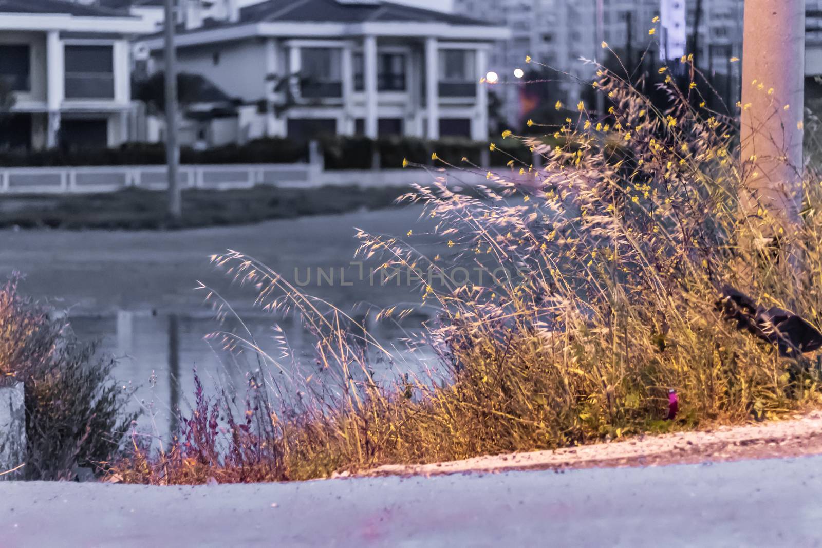 a black and white shoot from near marsh with colored plants under city light. photo has taken from izmir/turkey.