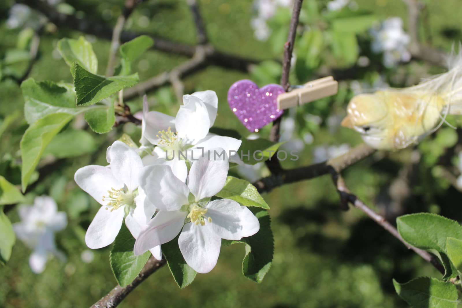 The picture shows an apple tree blossoms and a heart.
