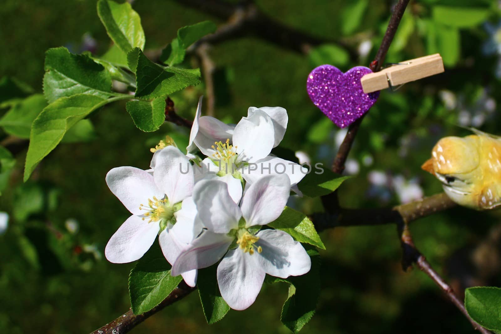 The picture shows apple tree blossoms and a heart.