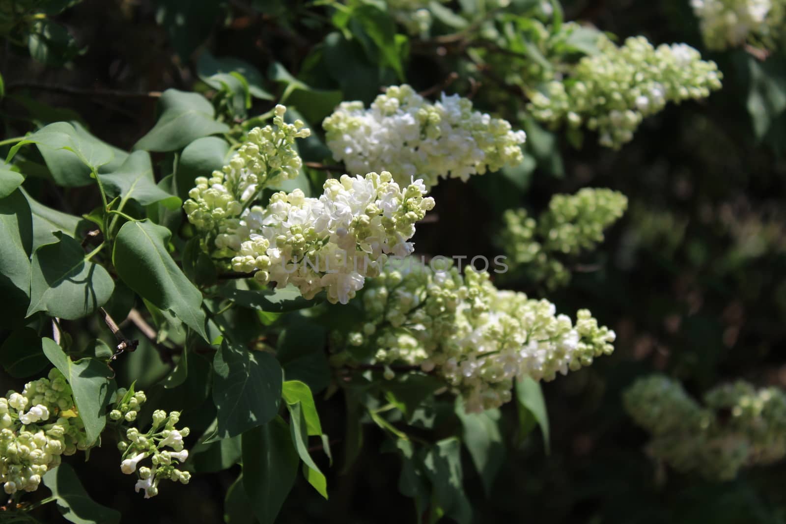 The picture shows white lilac in the garden in the garden.