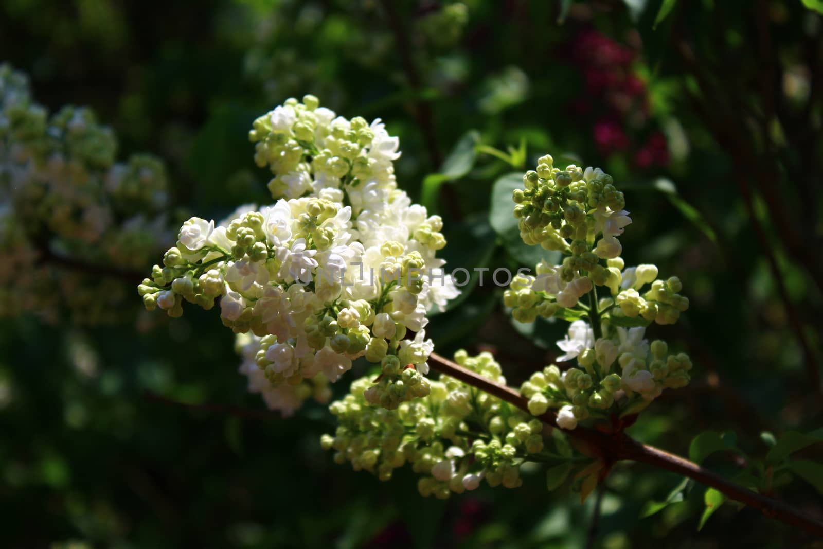 The picture shows white lilac in the garden.