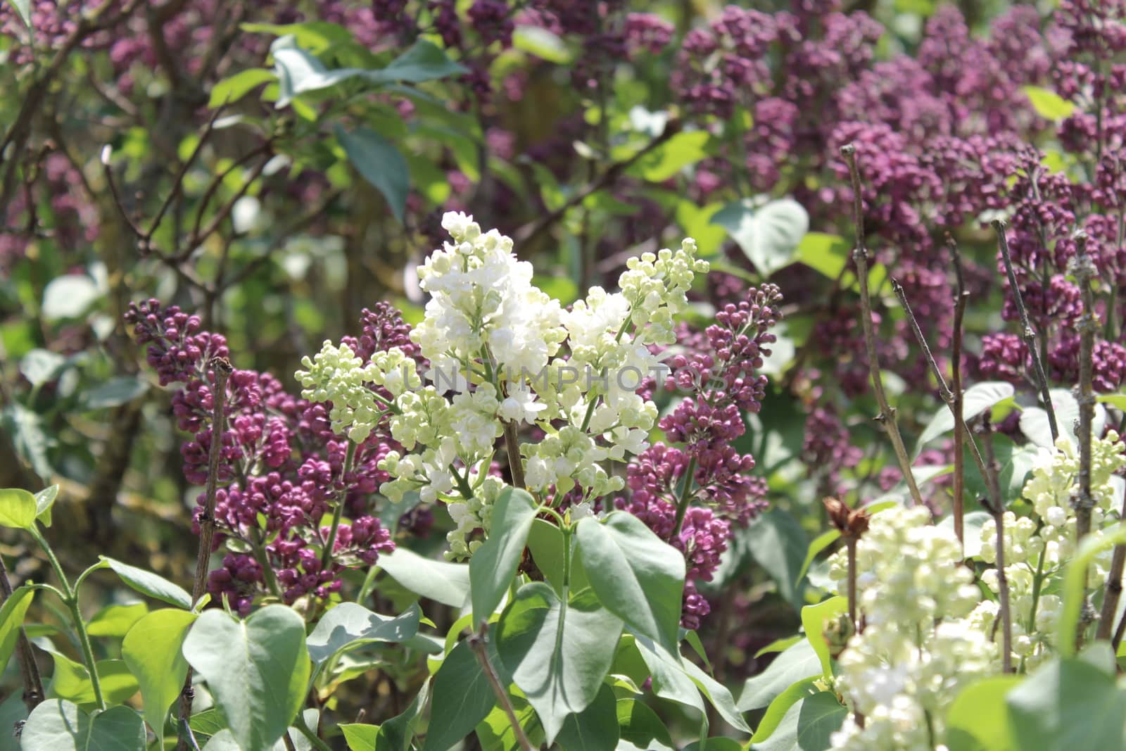The picture shows lilac in the garden in the spring.