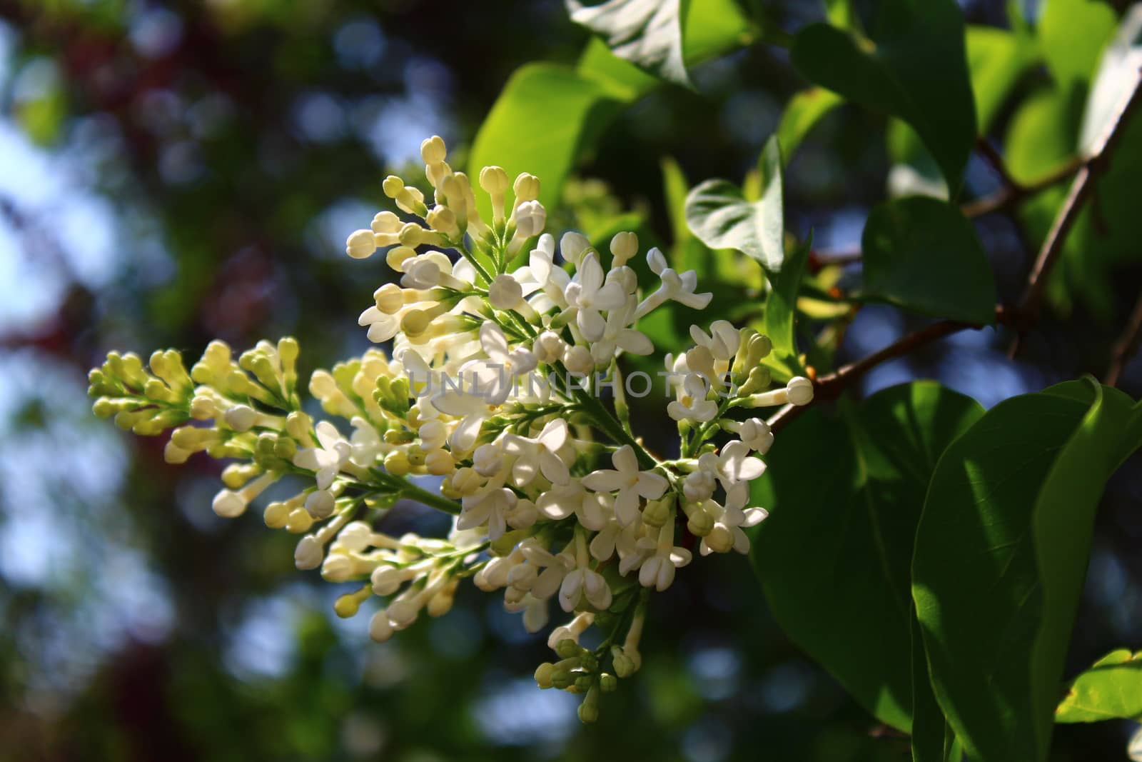 The picture shows white lilac in the garden in the spring.