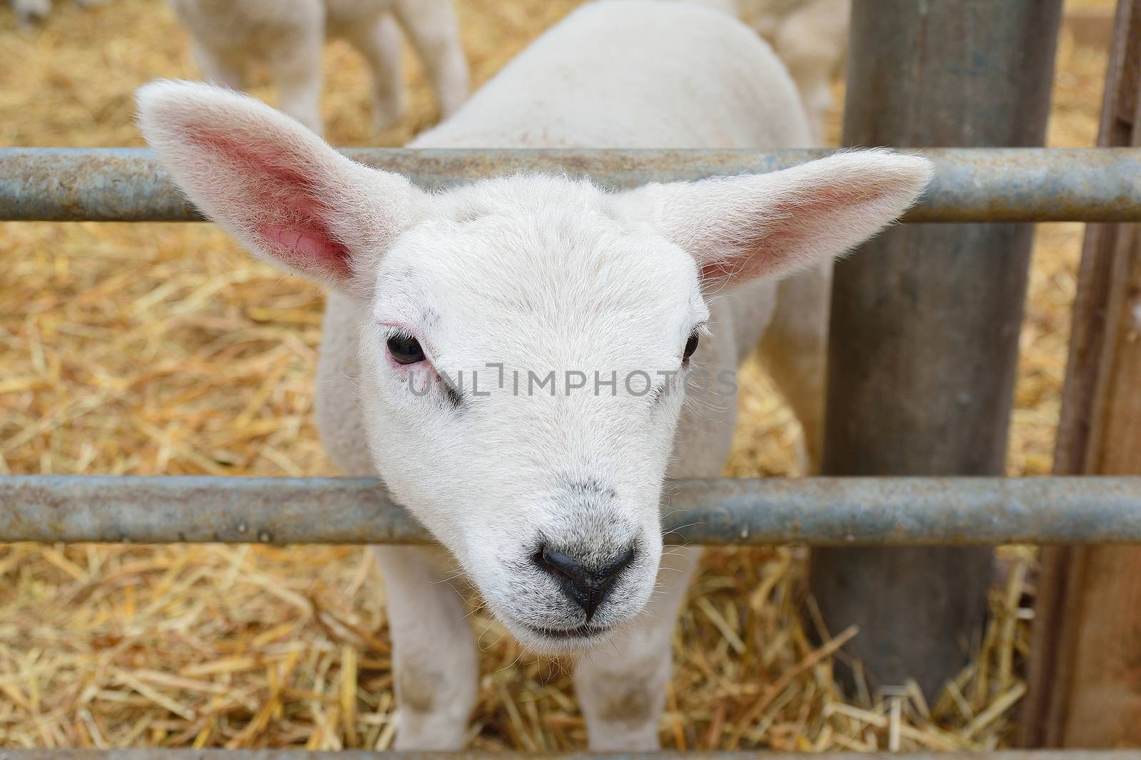 photo of an inquisitive lamb looking at the viewer