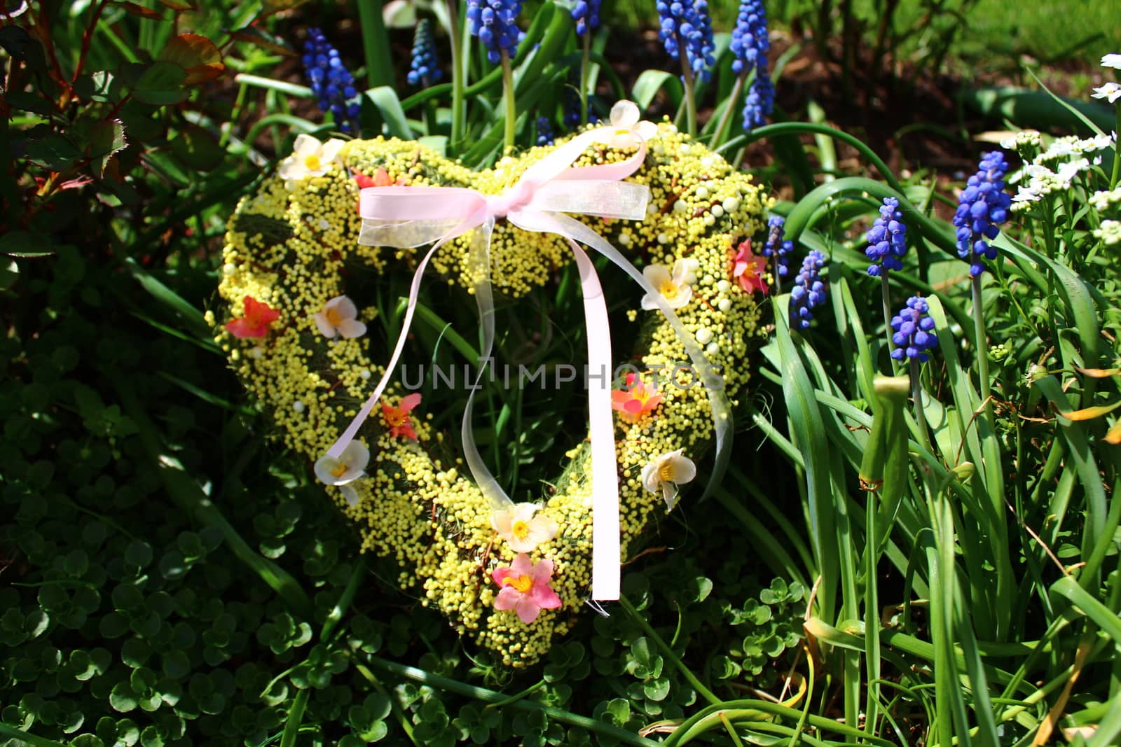 The picture shows a romantic heart in grape hyacinths.