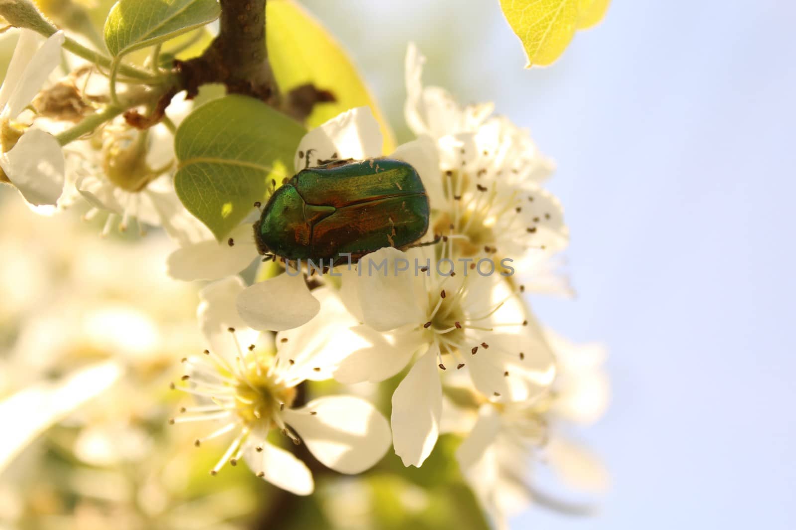 The picture shows a rose chafer in pear blossoms.