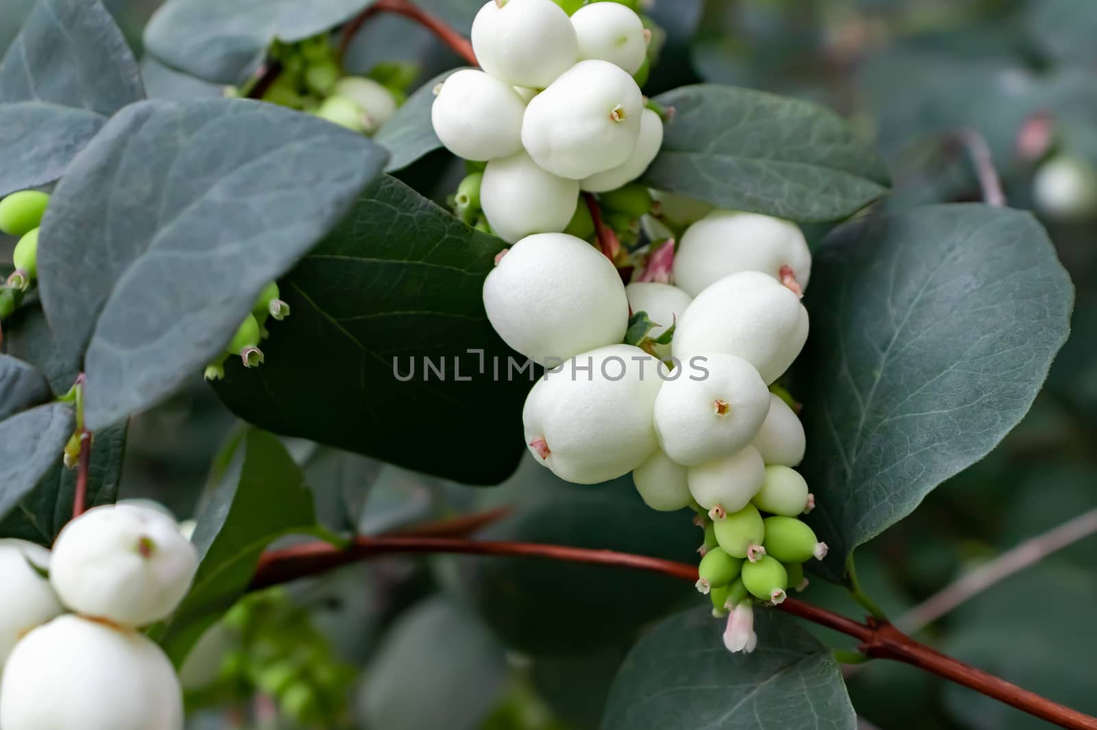 White berries of Symphoricarpos albus known as common snowberry on a bush by galsand