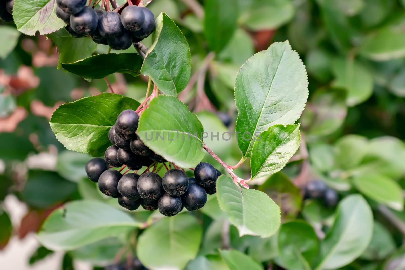 Bunches of Berries Aronia melanocarpa known as black chokeberry on a bush.