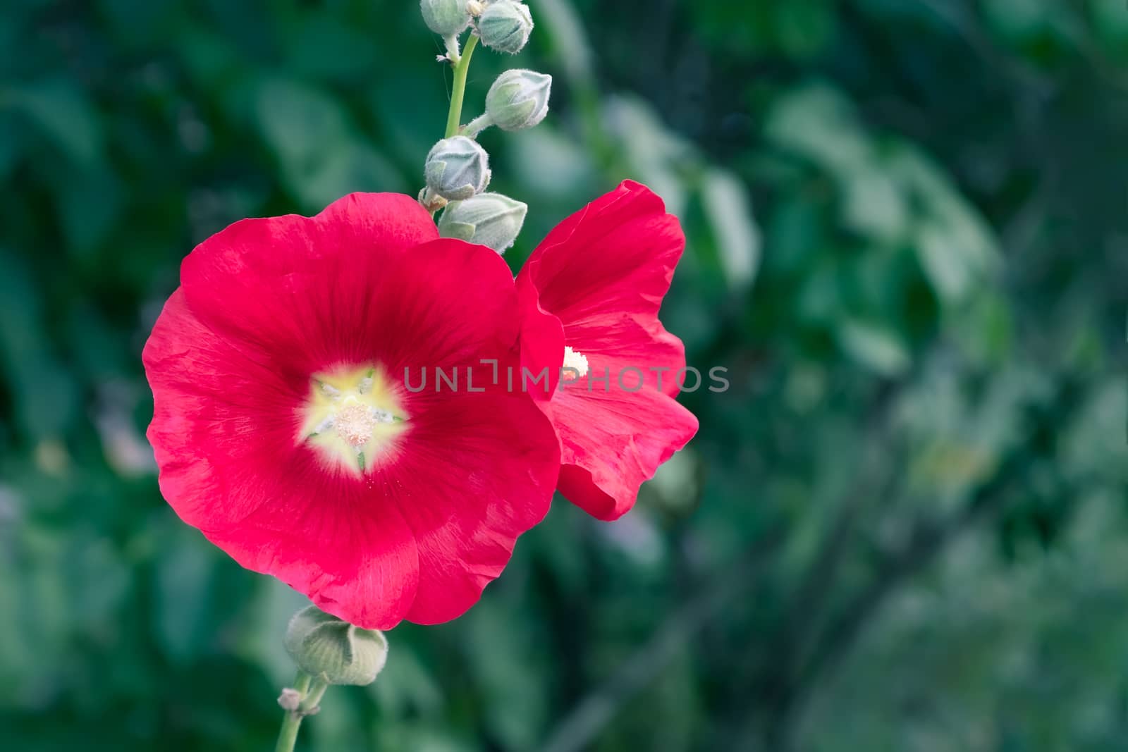 Red mallow flowers in the garden, close-up.