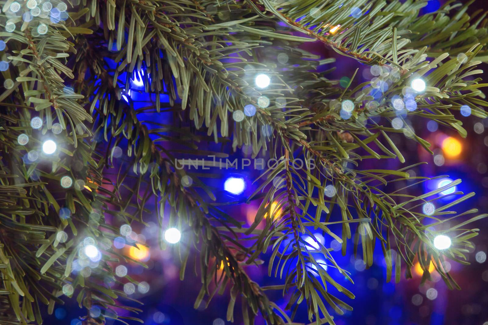 Christmas composition, branches of a Christmas tree on a dark background with lights.