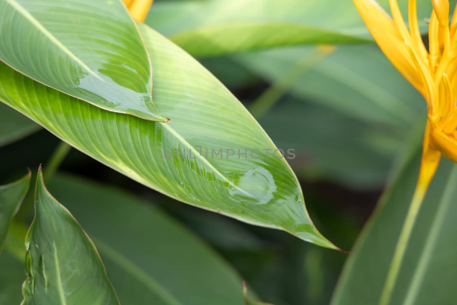 Close Up green leaf under sunlight in the garden. Natural background with copy space.