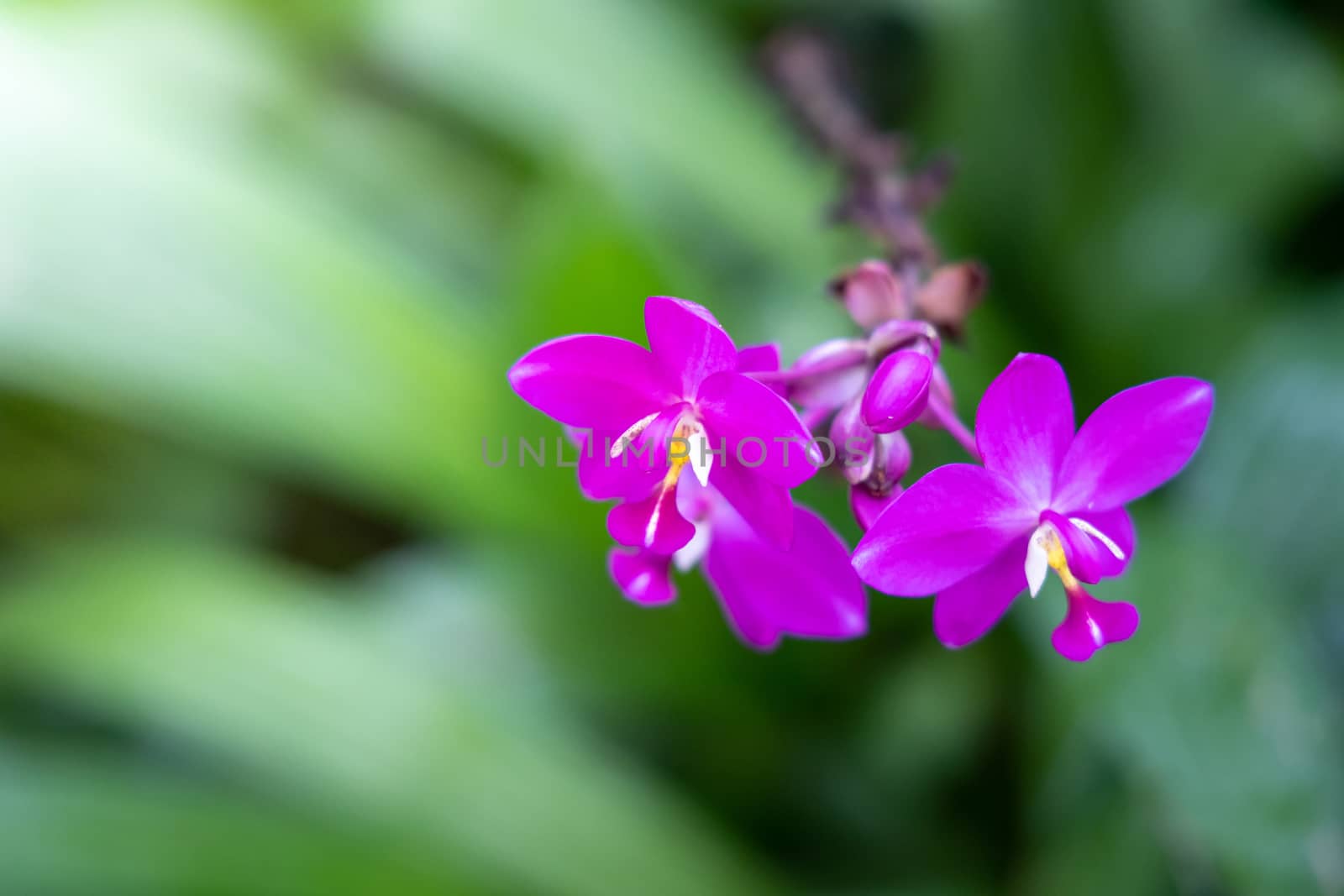 Beautiful blooming orchids in forest by teerawit