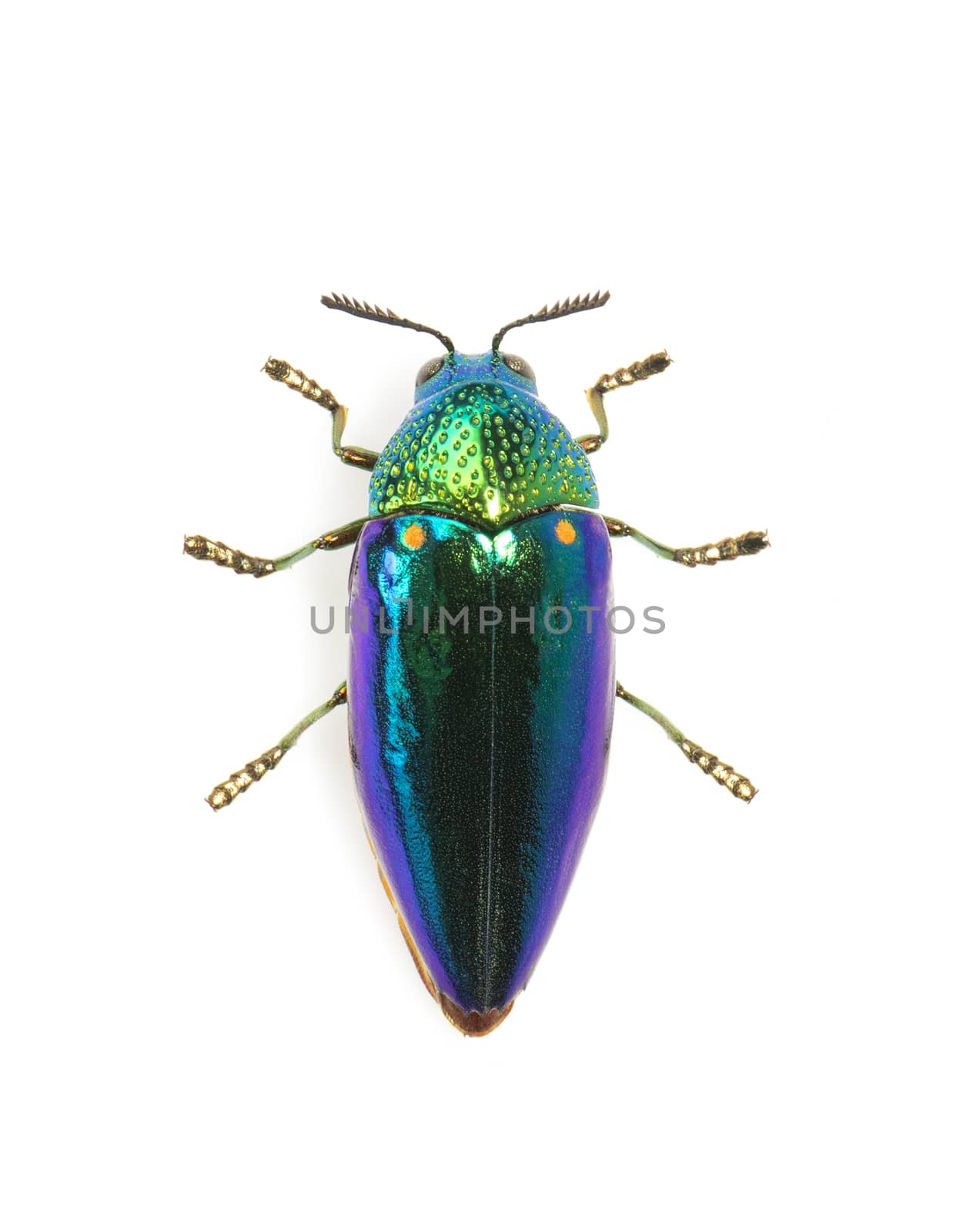 Image of green-legged metallic beetle (Sternocera aequisignata)  by yod67