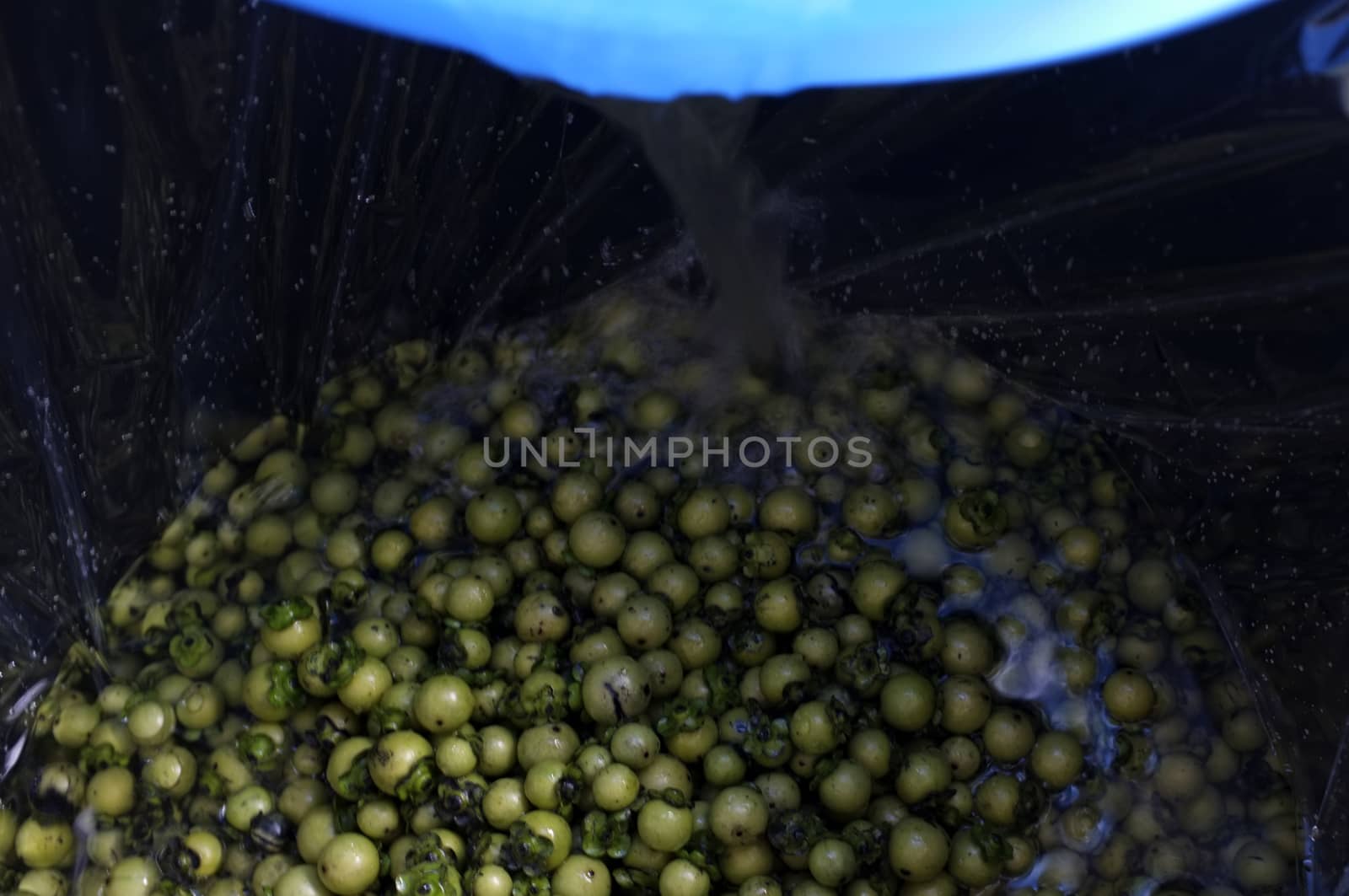 Fresh Diospyros mollis fruits Background , Thai herb and Natural dyes for fabric