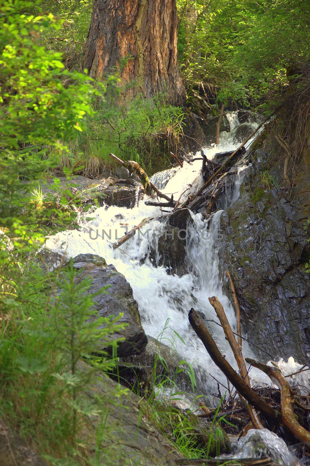 Morning view of a small mountain waterfall flowing through the forest. Altai, Siberia, Russia.