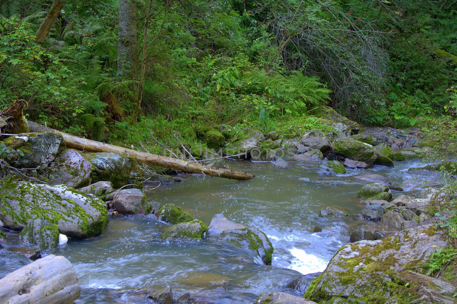 A shallow mountain river flows through the forest, a bed littered with stones and trunks of dumped trees. Altai, Siberia, Russia.