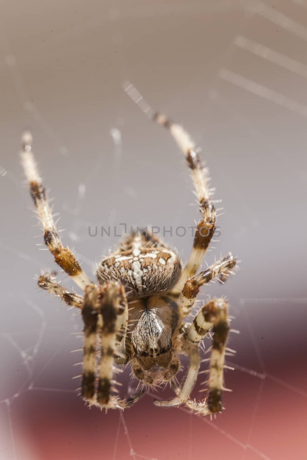 Araneus Diadematus: a spider with yellow and black colors typical of European gardens, a small to medium sized spider that lives in the gardens of southern Europe