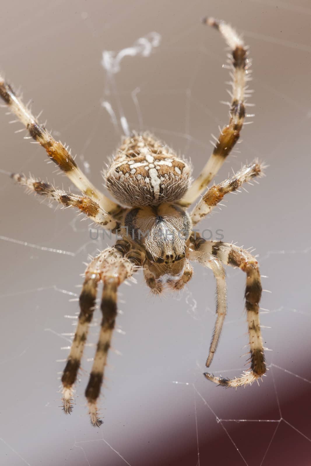 Araneus Diadematus: a spider with yellow and black colors typical of European gardens, a small to medium sized spider that lives in the gardens of southern Europe