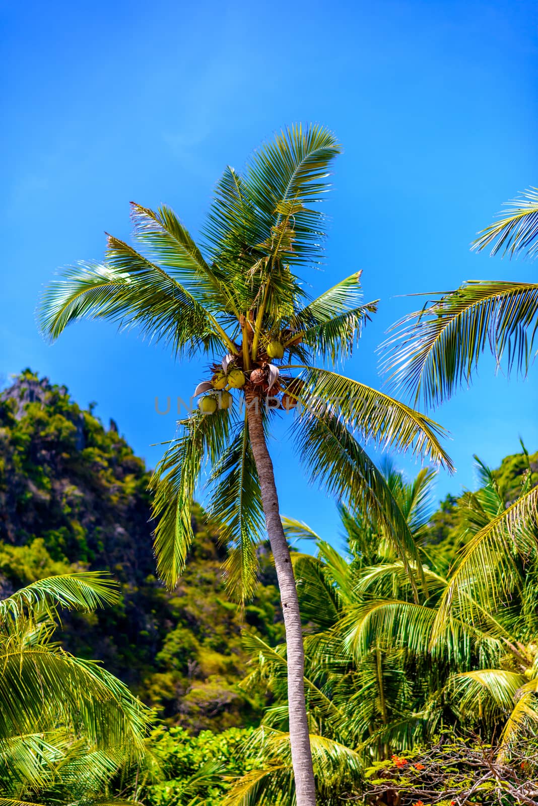 Coconut palm with coconuts with a blue sky, Railay beach west, Ao Nang, Krabi, Thailand