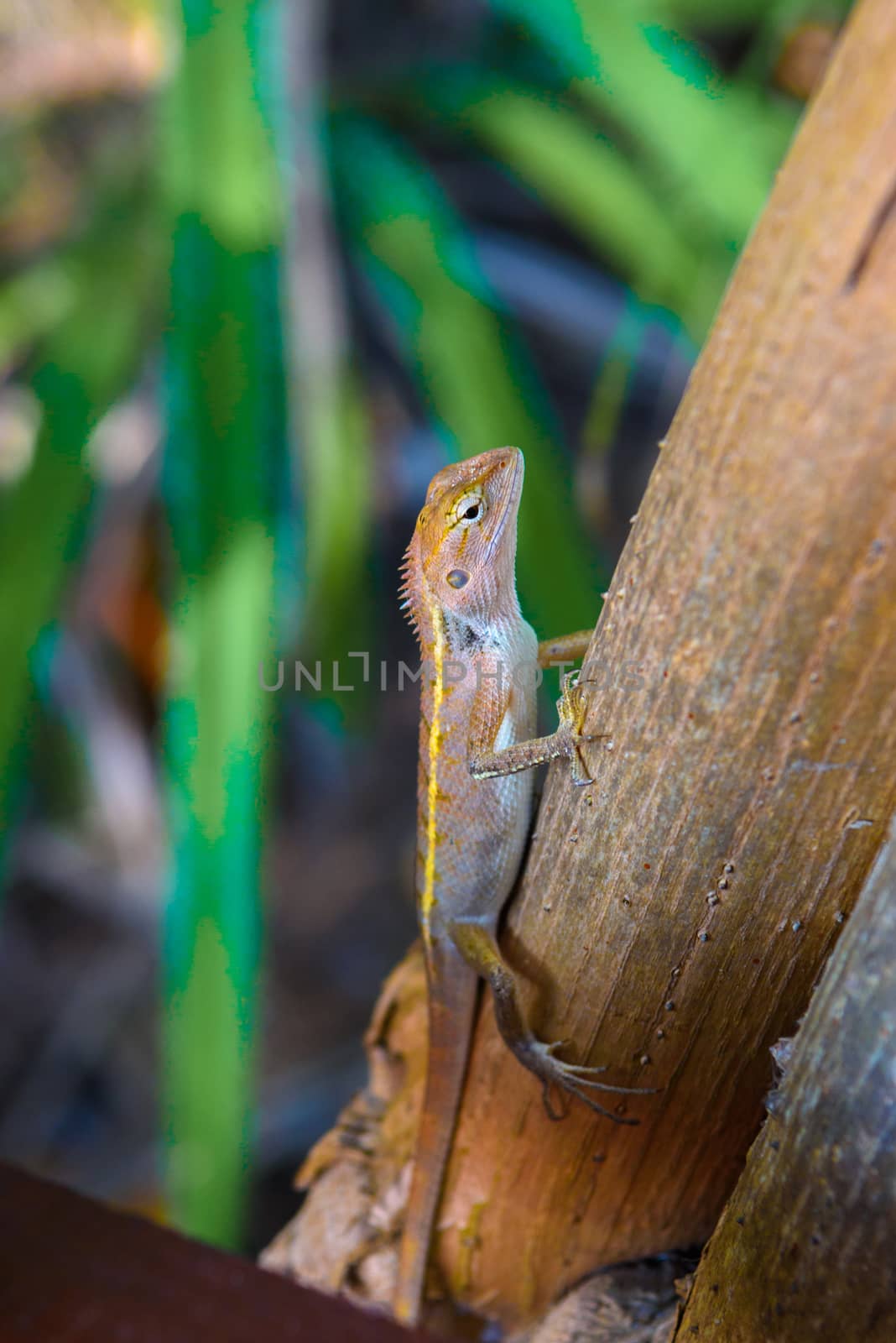 Brown Gecko, Scincidae, Lizard, Chameleon, Railay beach west, Ao by Eagle2308