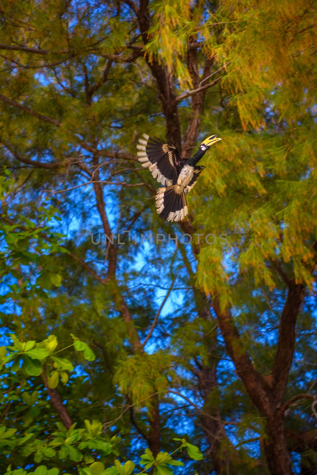 Hornbill bird (Bucerotida) flying among trees, Railay beach west, Ao Nang, Krabi, Thailand