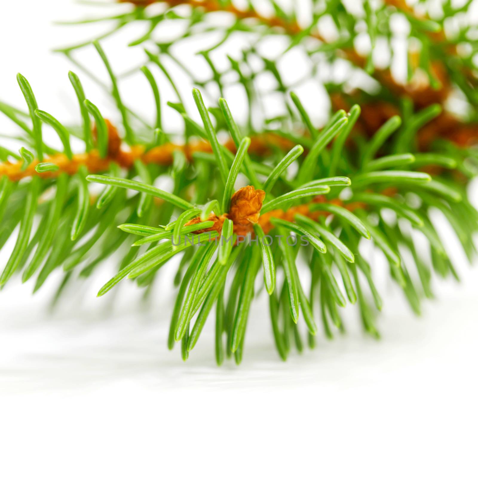 Christmas tree branch isolated on white background