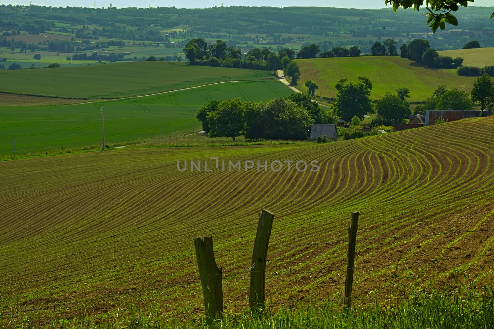 Agricultural field with small corns growing by sheriffkule