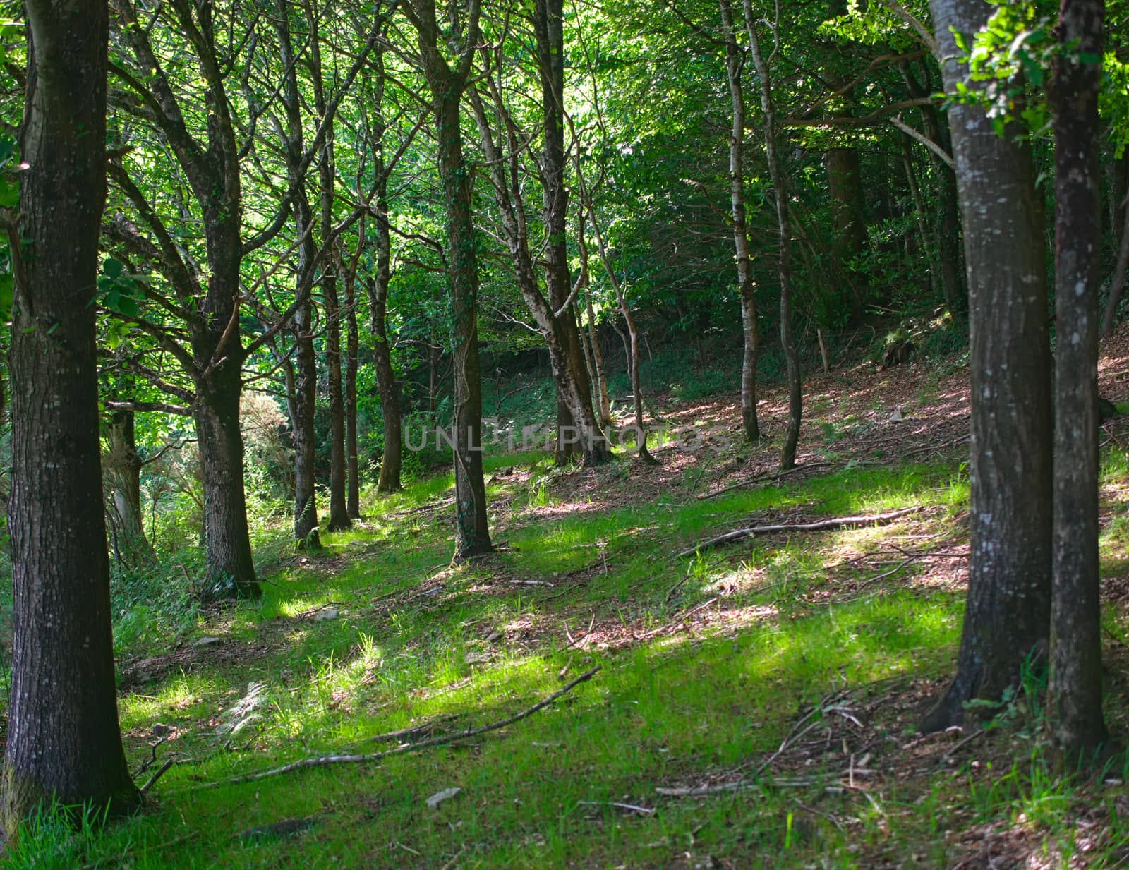 View on tree trunks in inside of at old forest