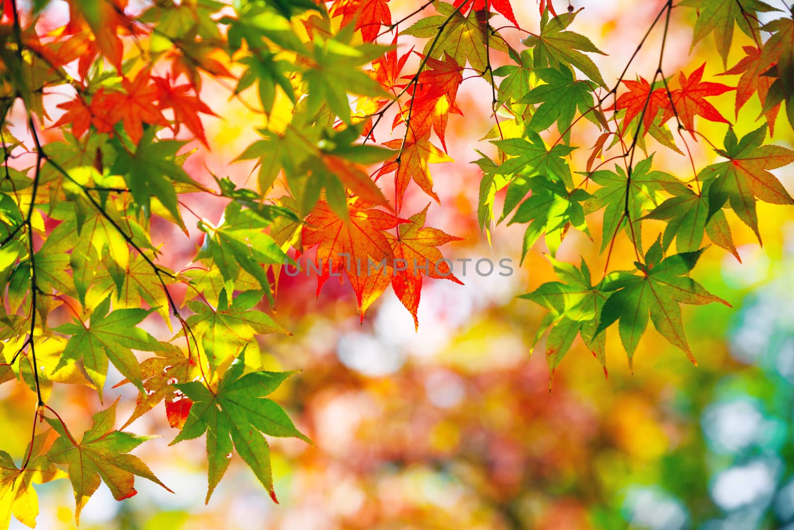 Colorful japanese maple leaves during momiji season at Kinkakuji garden, Kyoto, Japan by zhu_zhu