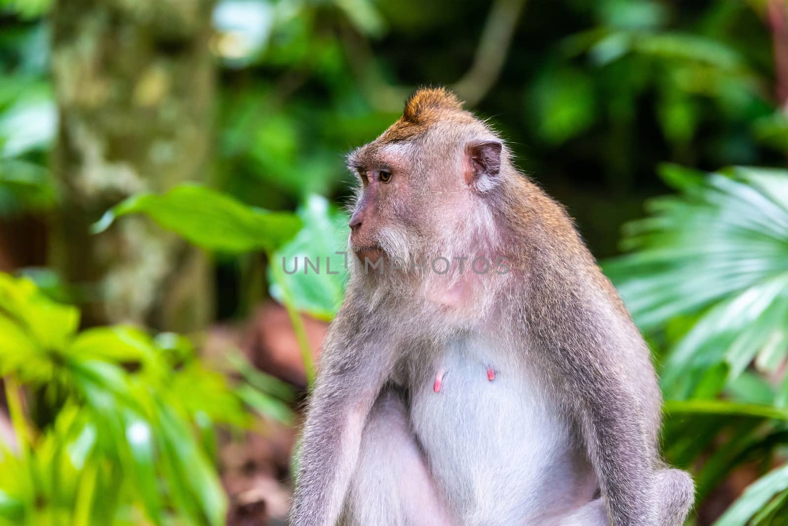 Macaque monkey at Ubud Monkey Forest in Bali, Indonesia