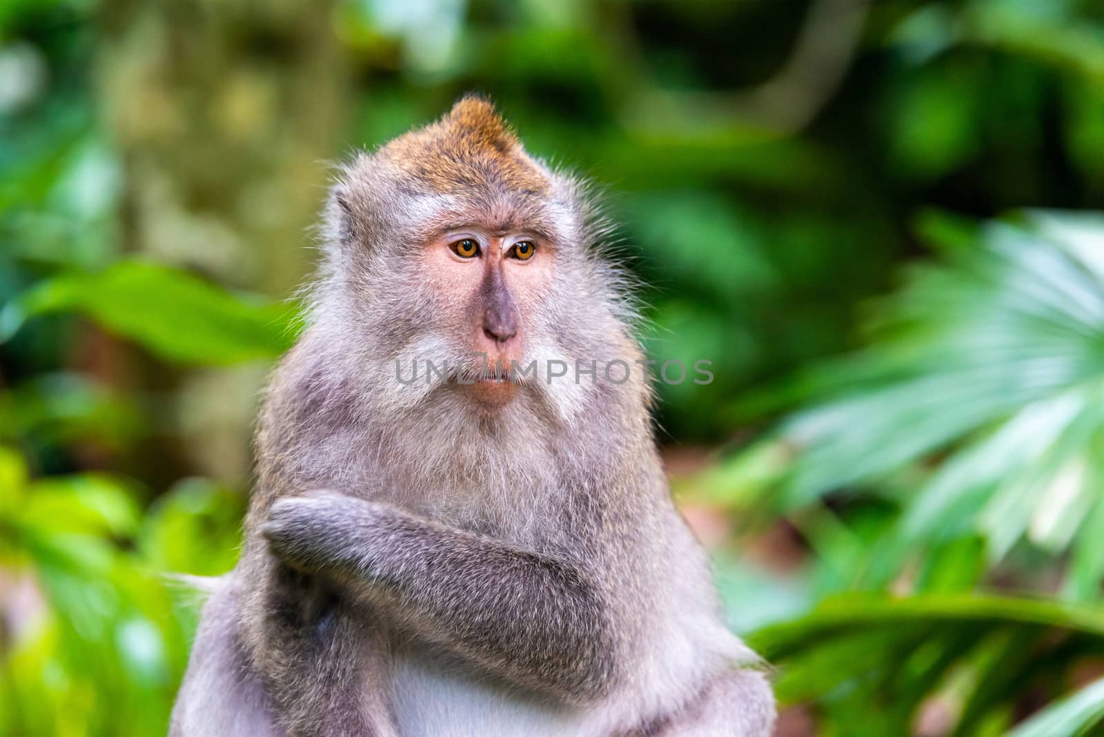 Macaque monkey at Ubud Monkey Forest in Bali, Indonesia